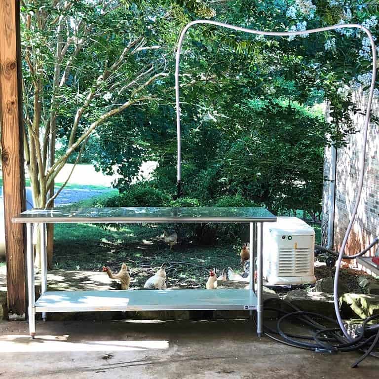 Picture of a homestead chicken harvest day showing a silver evisceration table and a water hose hanging from a covered roof.