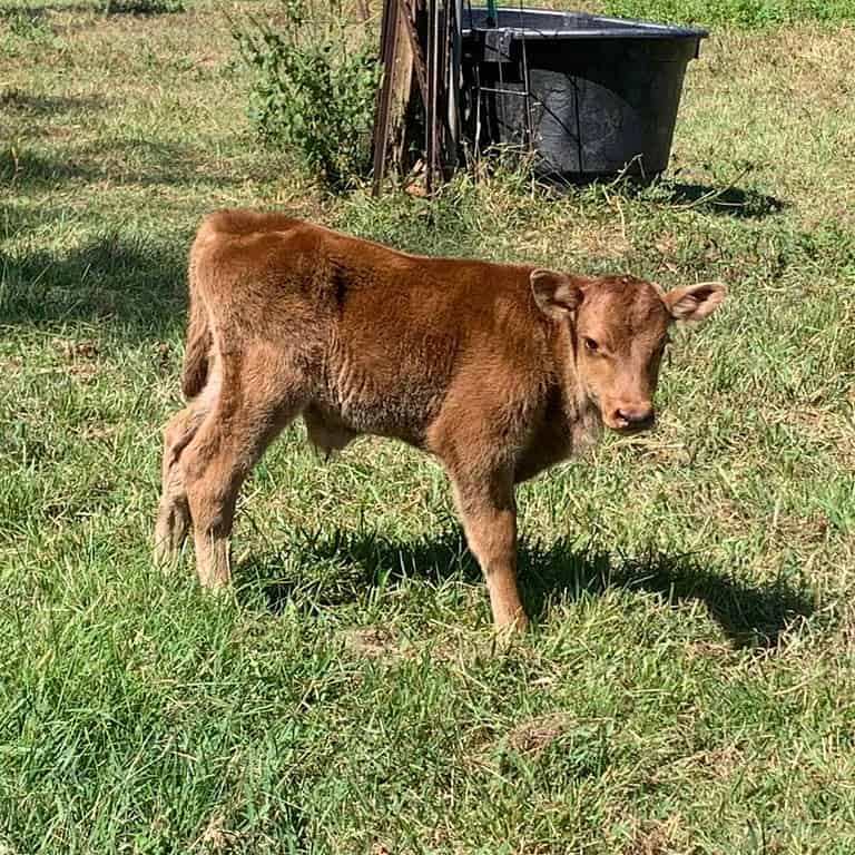 Newborn calf standing in a green pasture in front of a black water trough. The calf is a red Jersey calf.