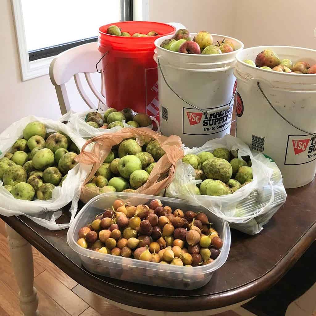 Five-gallon buckets of apples, bags of apples, and a large container of figs on a kitchen table.