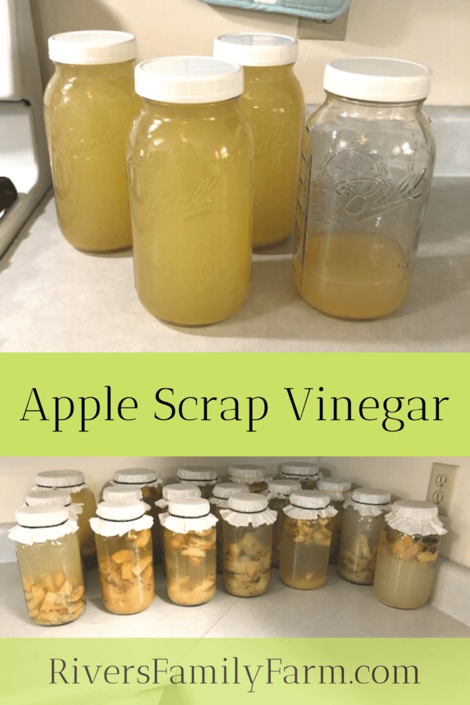 Jars of apple scrap vinegar sitting on the counter.