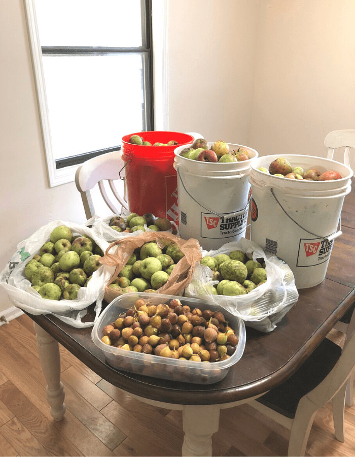 Buckets and bags of apples on a kitchen table sitting next to a container of figs.