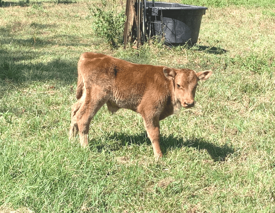 A newborn calf with brown fur standing in a green pasture on a farm.