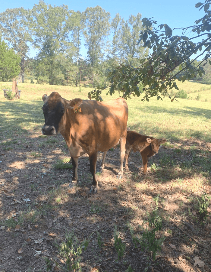Mother jersey cow and newborn calf standing in a green pasture on a farm.