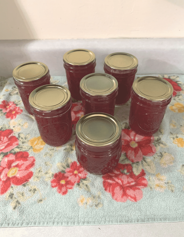 Seven half-pint jars of red cranapple jelly sitting on a flowered towel on the kitchen counter.