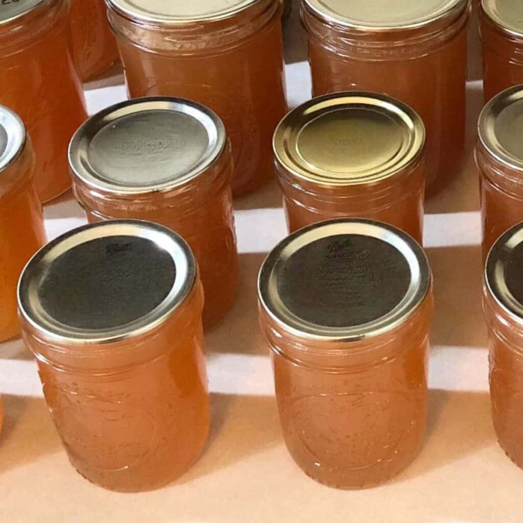 Several pint canning jars of reduced sugar apple jelly sitting on a kitchen counter.