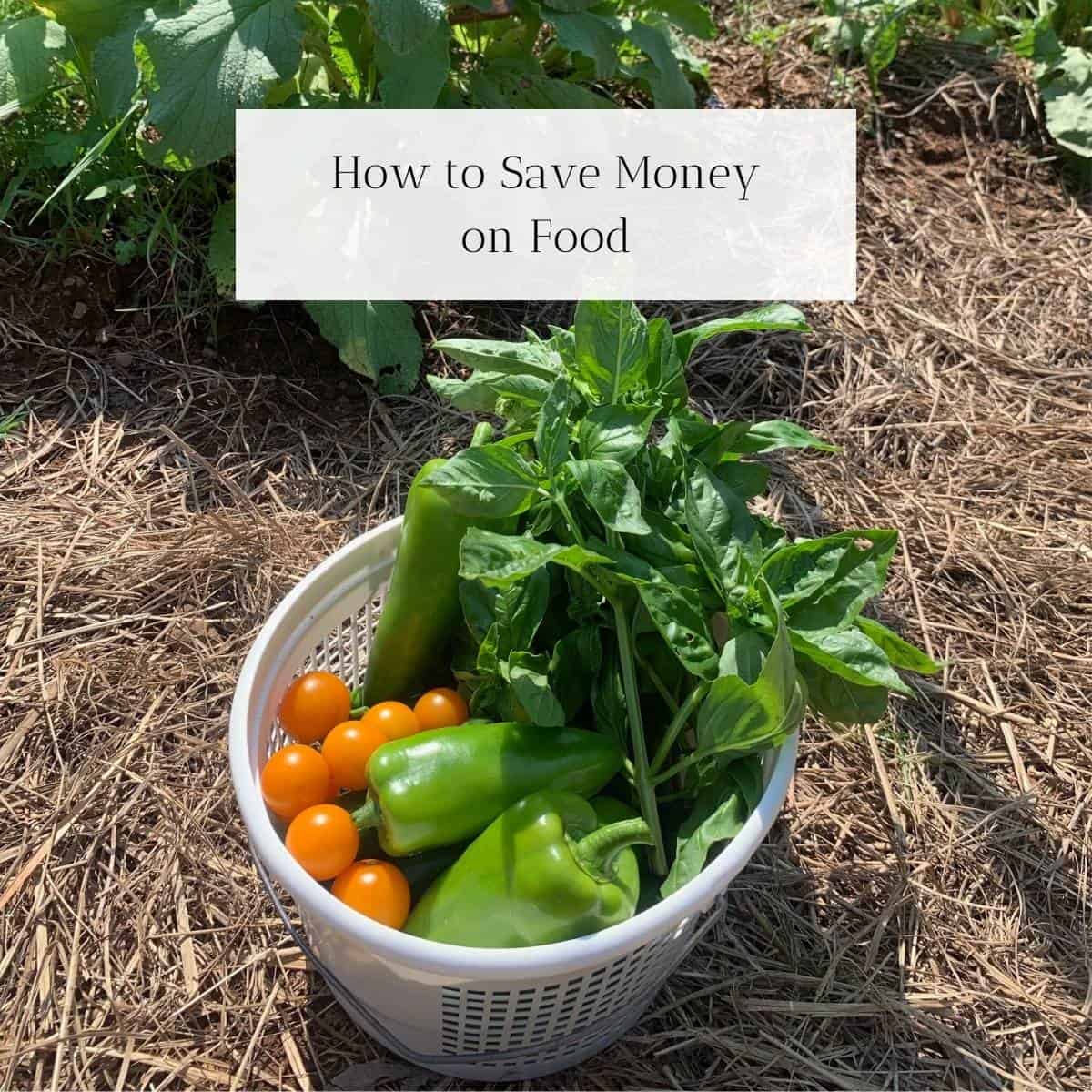 A white garden basket filled with tomatoes, peppers, and green herbs sitting on the ground of a garden. The title is "How to Save Money on Food."