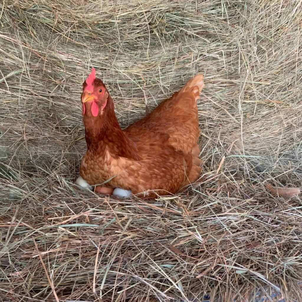 A hen sitting on a clutch of eggs on a hay bale.