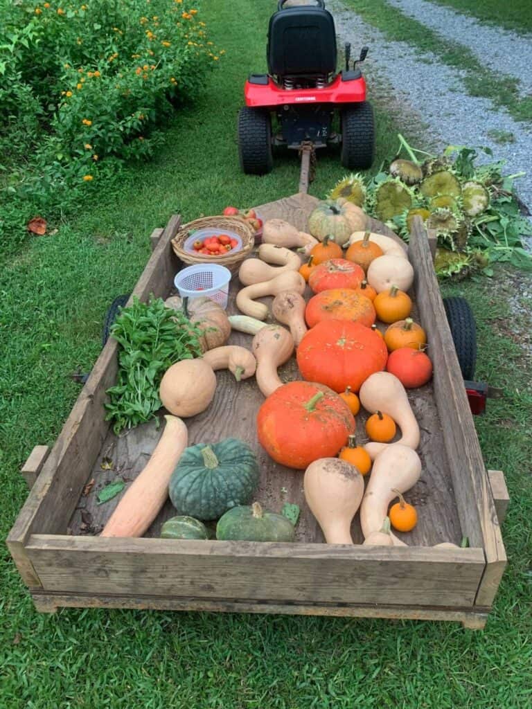 A red lawn mower pulling a wooden trailer bed of home grown orange and tan pumpkins, green watermelons, red tomatoes, and green leafy herbs.