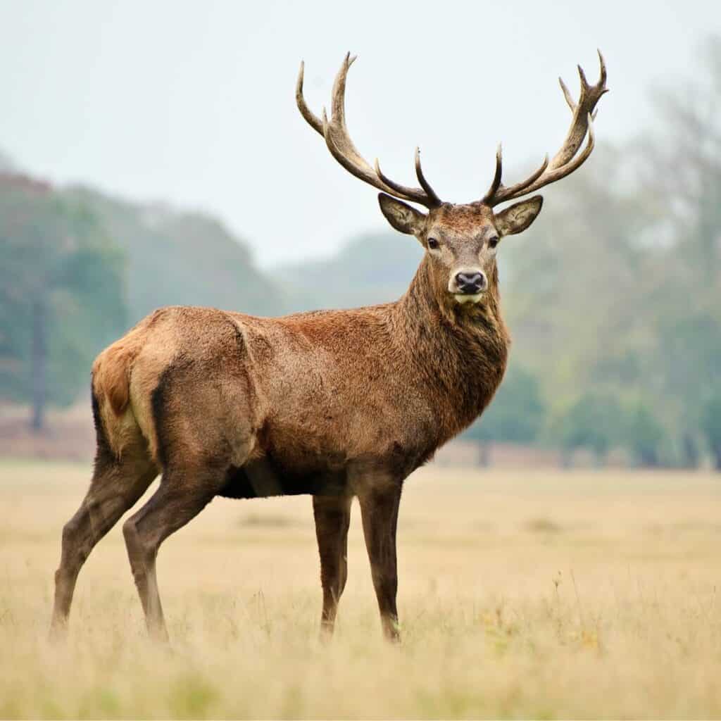 A 10 point white tail deer standing in a field.