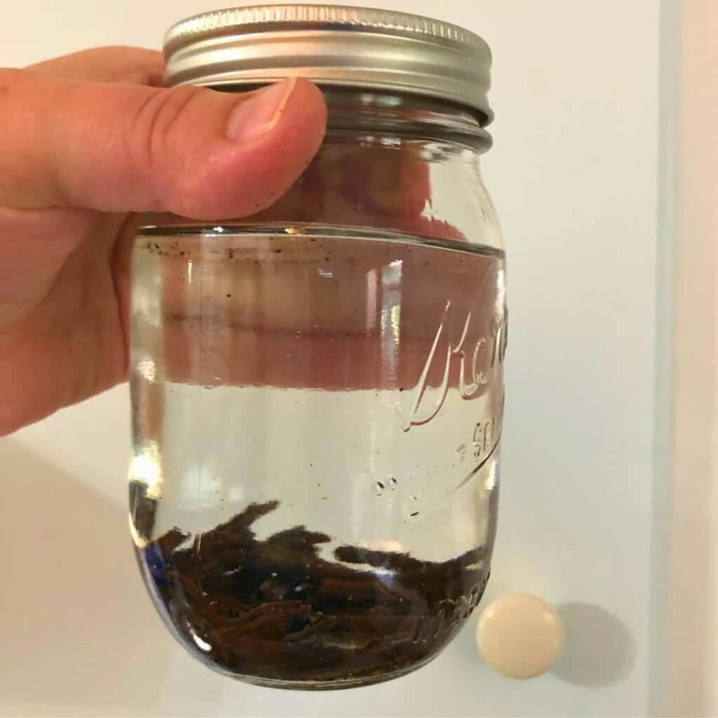A woman holding up a pint mason jar of vanilla beans in vodka.