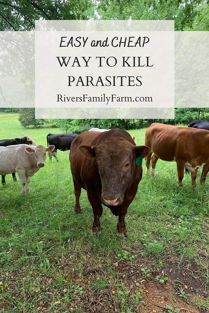 Cows in a green pasture. The title is "Easy and Cheap Way to Kill Parasites. RiversFamilyFarm.com."