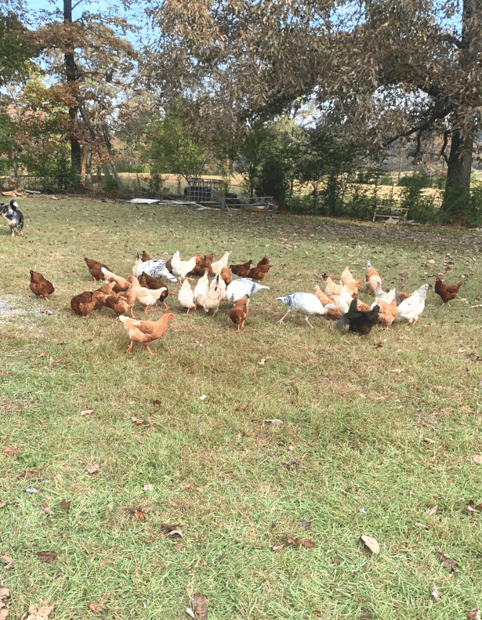 Chickens and turkeys foraging for food is one way how to raise chickens for cheap.