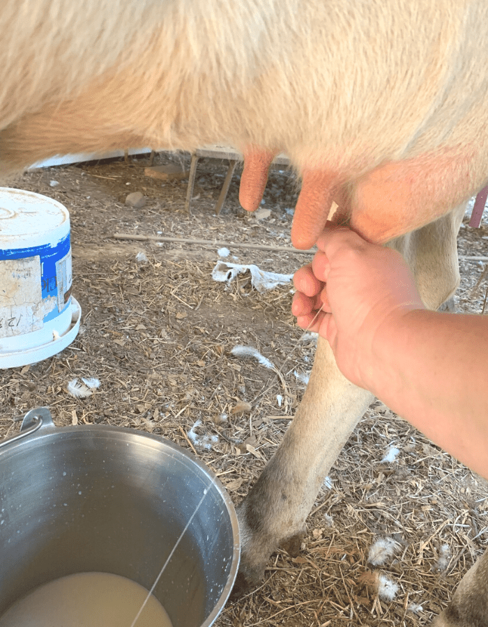 Woman holding a cow teat in her hand and squirting milk into a stainless steel milk bucket.