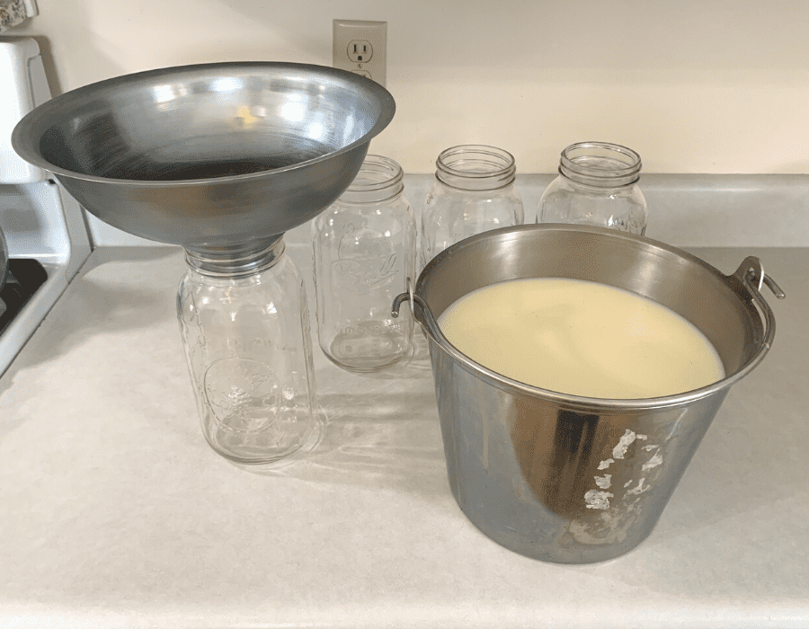 A stainless steel milk bucket full of raw cow milk sitting on a kitchen counter next to half-gallon size mason jars. One of the jars has a large stainless steel funnel sitting on top.