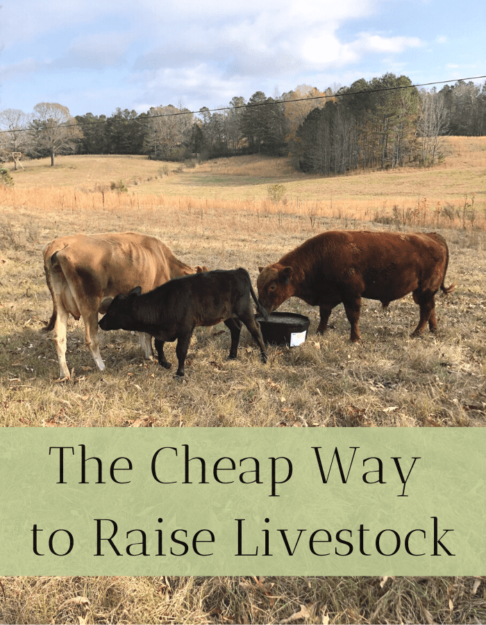 The Secret to Raising Livestock for Cheap! Rivers Family Farm
