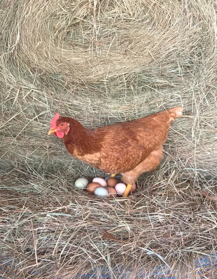 A chicken sitting on a clutch of eggs on a hay bale.