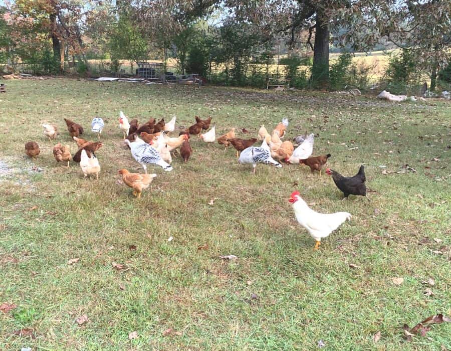 Chickens and turkeys foraging for food in green pasture.