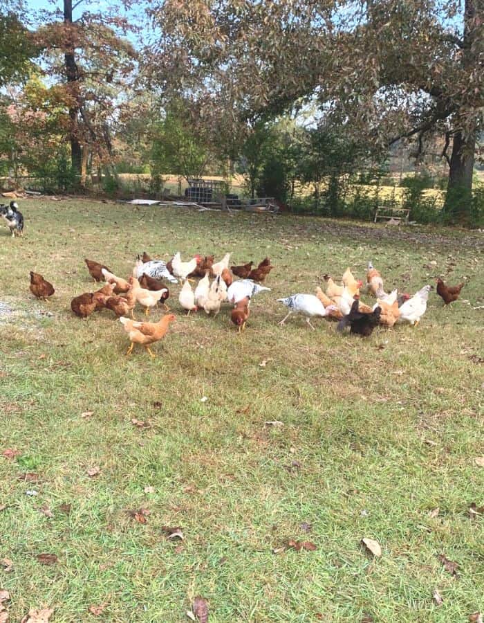 Chickens and turkeys foraging for food in a grassy yard.