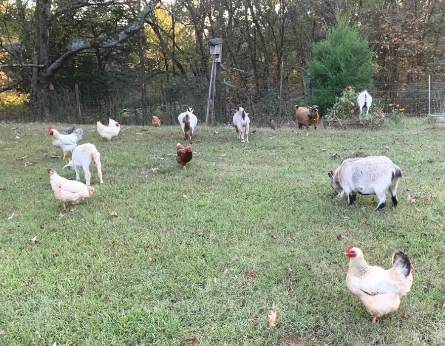 Goats and chickens foraging in green pasture together.