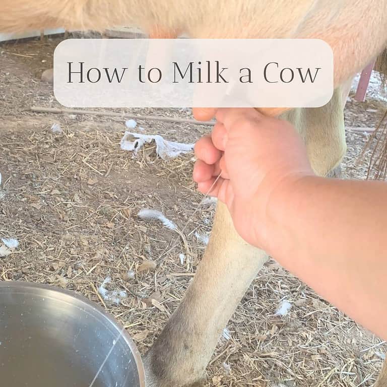 Woman holding a cow teat in her hand and squirting milk into a stainless steel bucket.