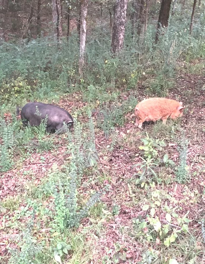 A black American Guinea Hog and a red Kunekune pig foraging in woods.