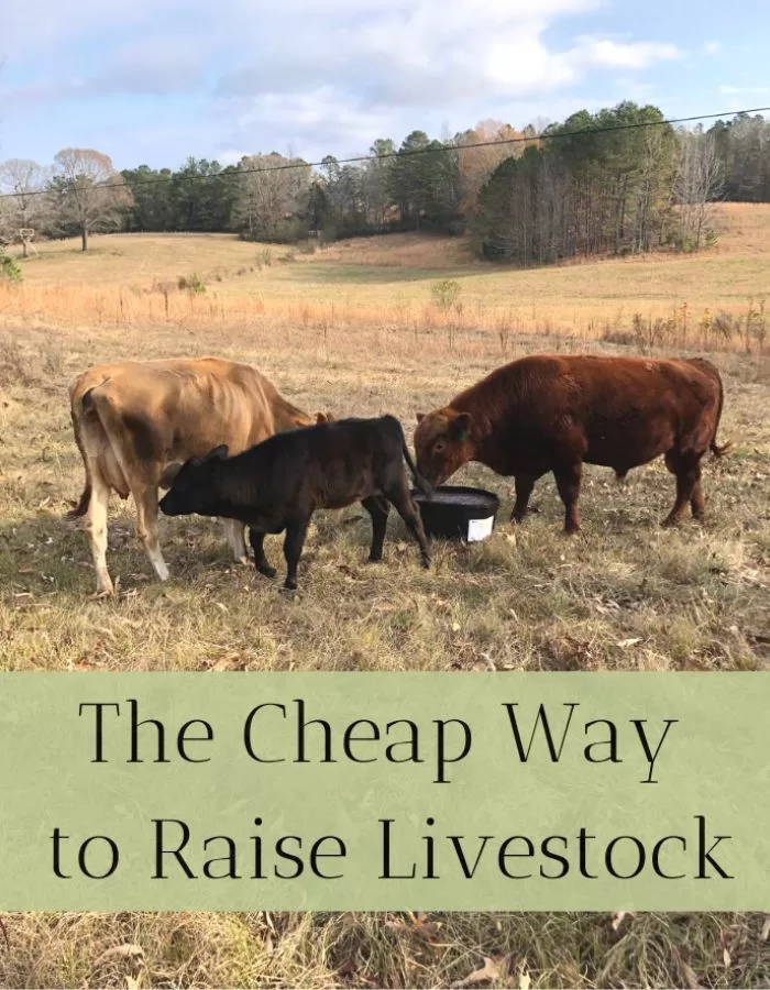 Three cows grazing in a rolling pasture with a title over the picture saying "The Cheap Way to Raise Livestock."