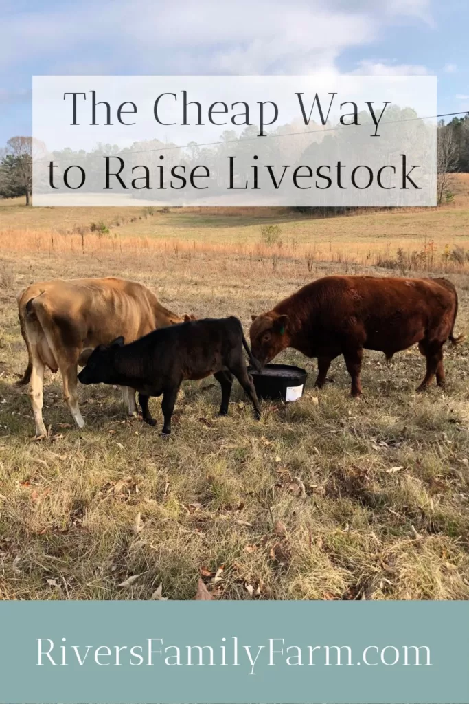 The Secret to Raising Livestock for Cheap! - Rivers Family Farm