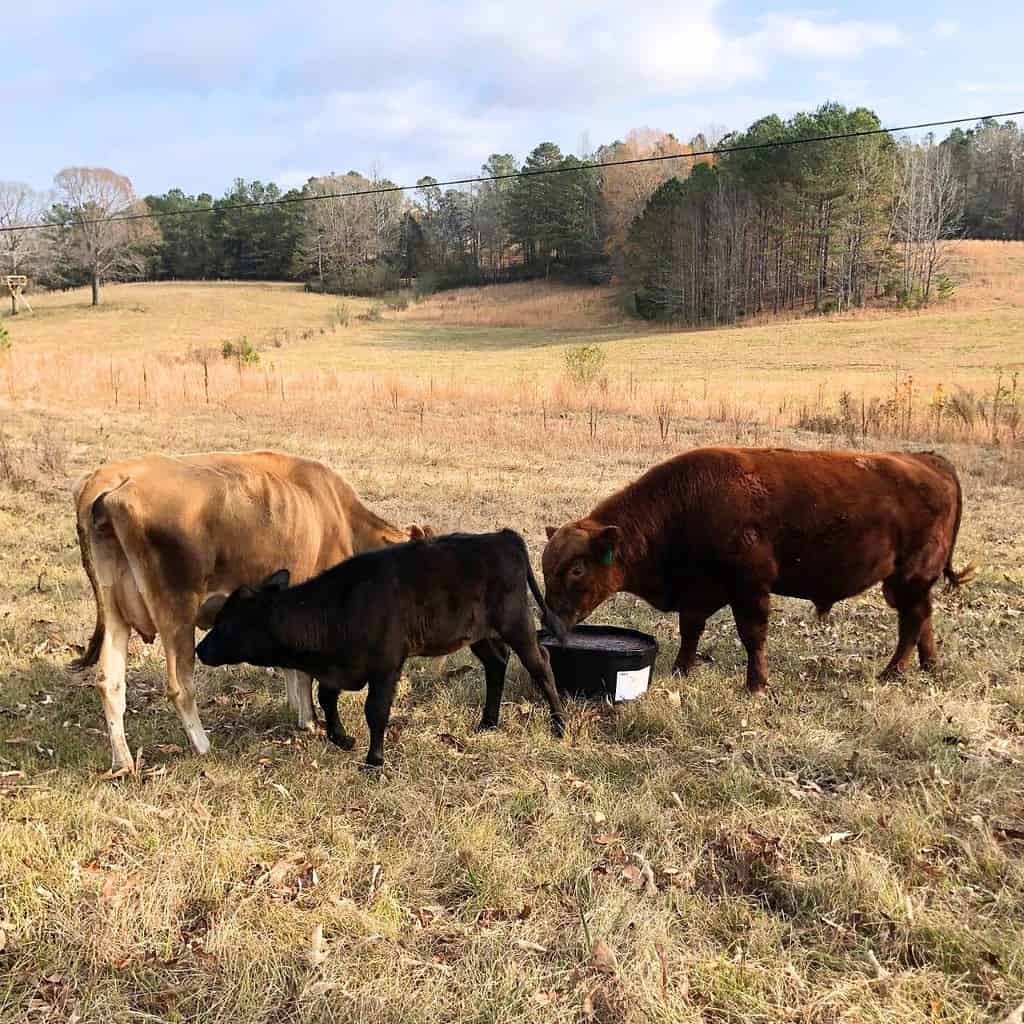 Three cows in a pasture with rolling hills. A calf is nursing on his mother. A bull is standing next to them.