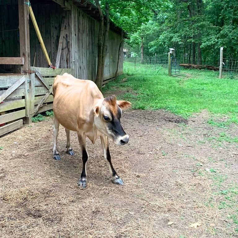 Jersey cow standing in front of a barn near green pasture.