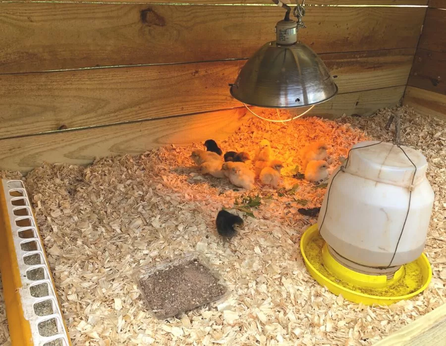 Baby chicks in a brooder.