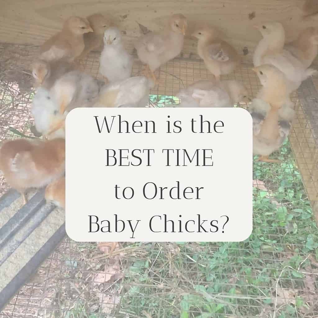 Baby chickens in a brooder with the title "When is the Best Time to Order Baby Chicks?"
