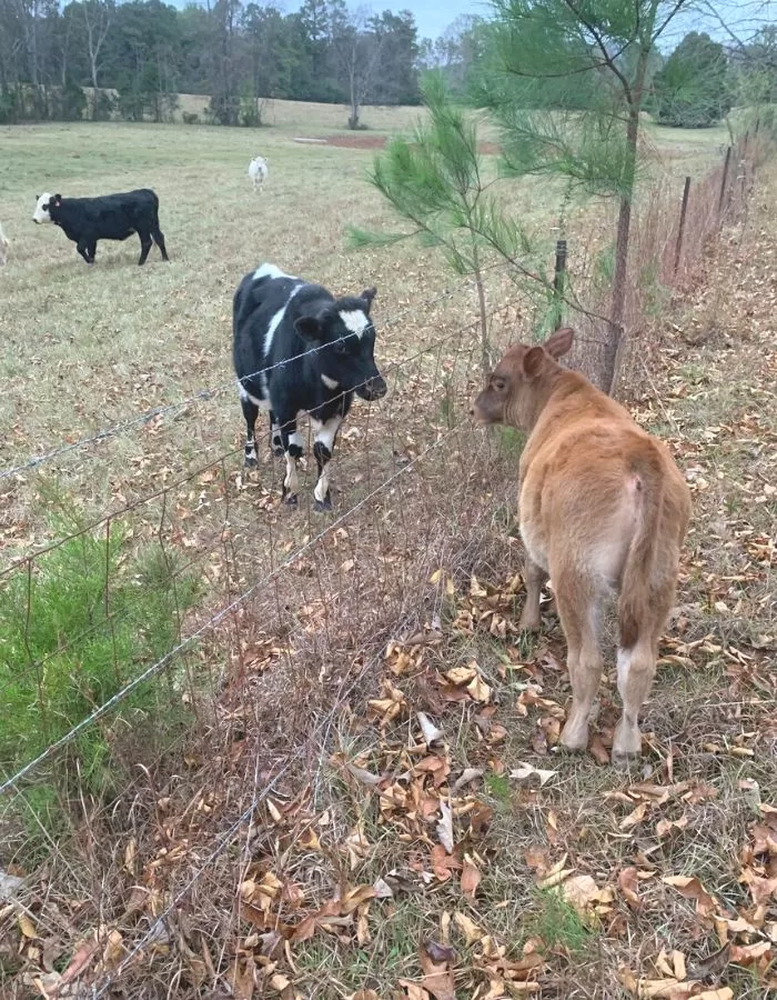 Two cows looking at each other through a wire fence.