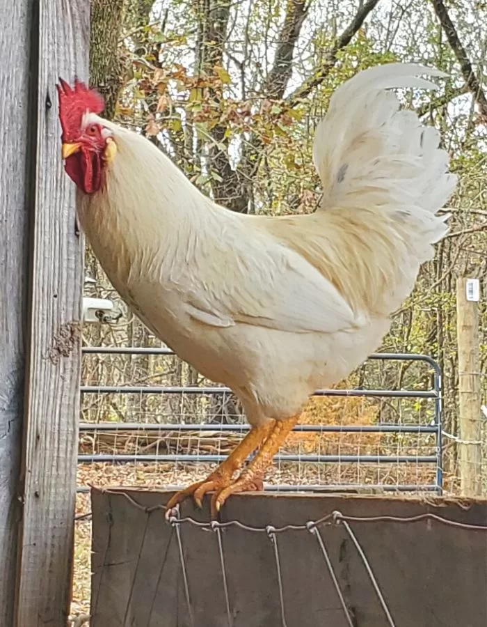 A white rooster on a wooden gate.