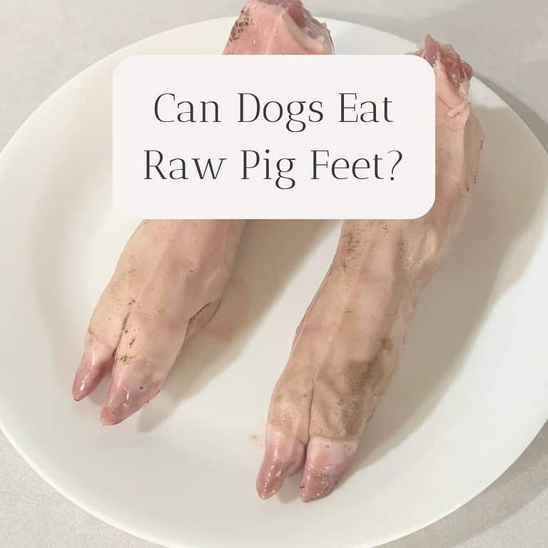 Raw pig feet on a white plate. The title is "Can Dogs Eat Raw Pig Feet?"