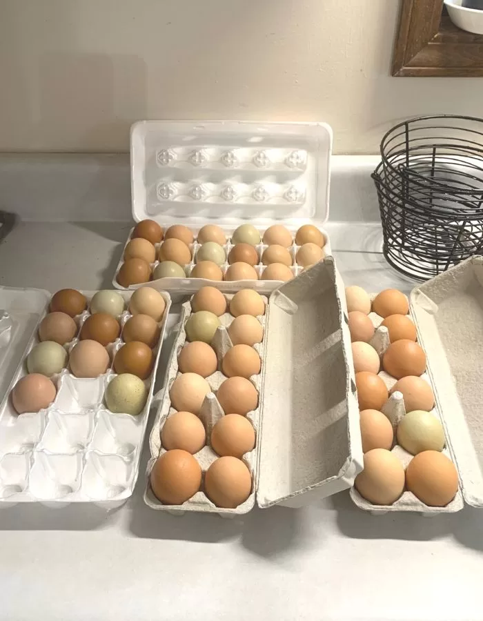 Clean farm eggs in egg cartons on the kitchen counter.