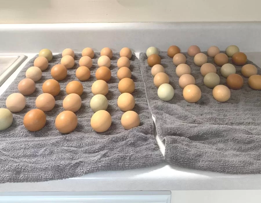 Clean farm eggs on a grey towel on the kitchen counter.