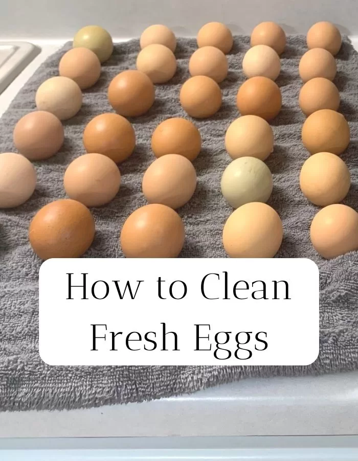 How and When to Wash Fresh Eggs - Rosehips & Honey