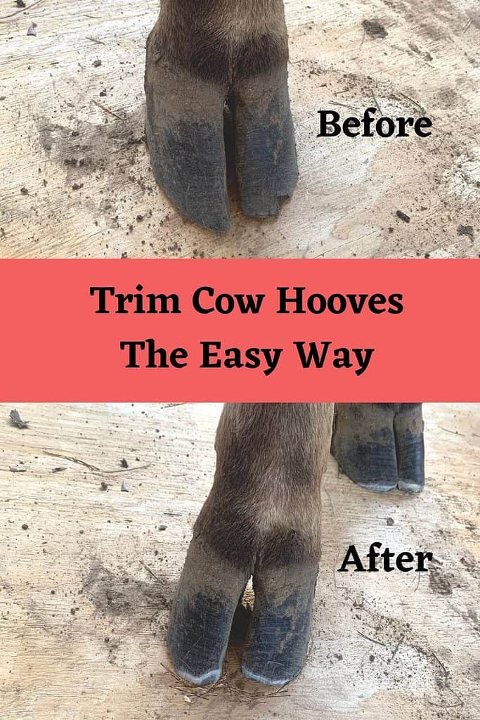 Cow hooves before and after trimming with the title "Trim Cow Hooves The Easy Way."