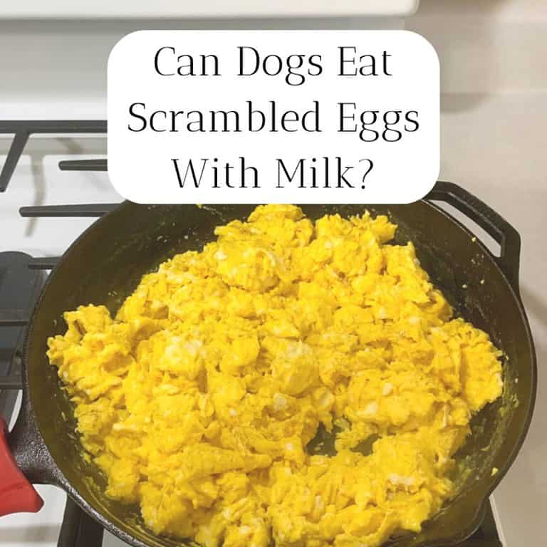 Cooked eggs in a cast iron skillet on a stove with the title "Can Dogs Eat Scrambled Eggs With Milk?"