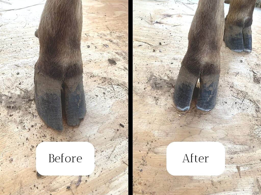 Cow hooves before and after trimming.