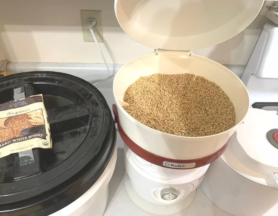 Grain mill with whole wheat berries.