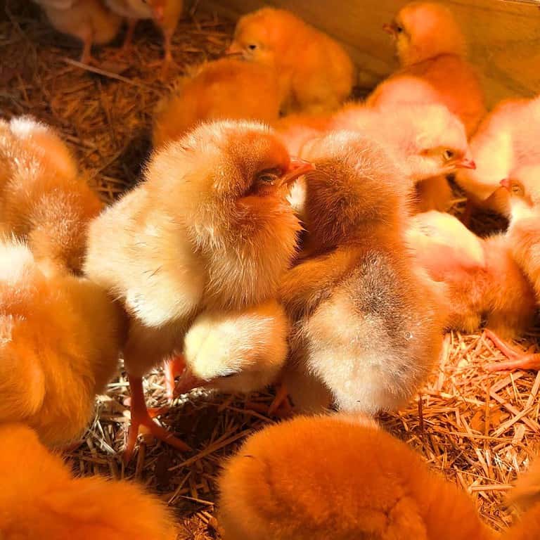 Fluffy baby chickens sleeping in a brooder under a heat lamp.