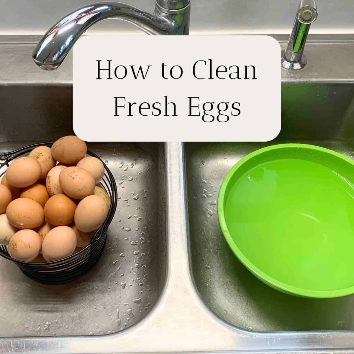 How and When to Clean Your Farm Fresh Eggs - Rivers Family Farm