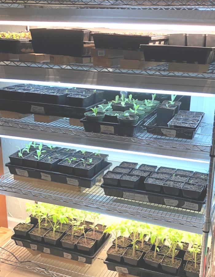 Starting seeds on wire shelves with shop lights.