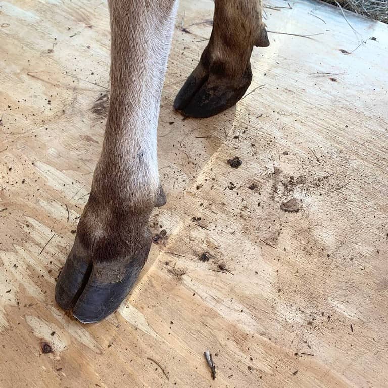 Two cow hooves standing on plywood. One hoof has been trimmed.