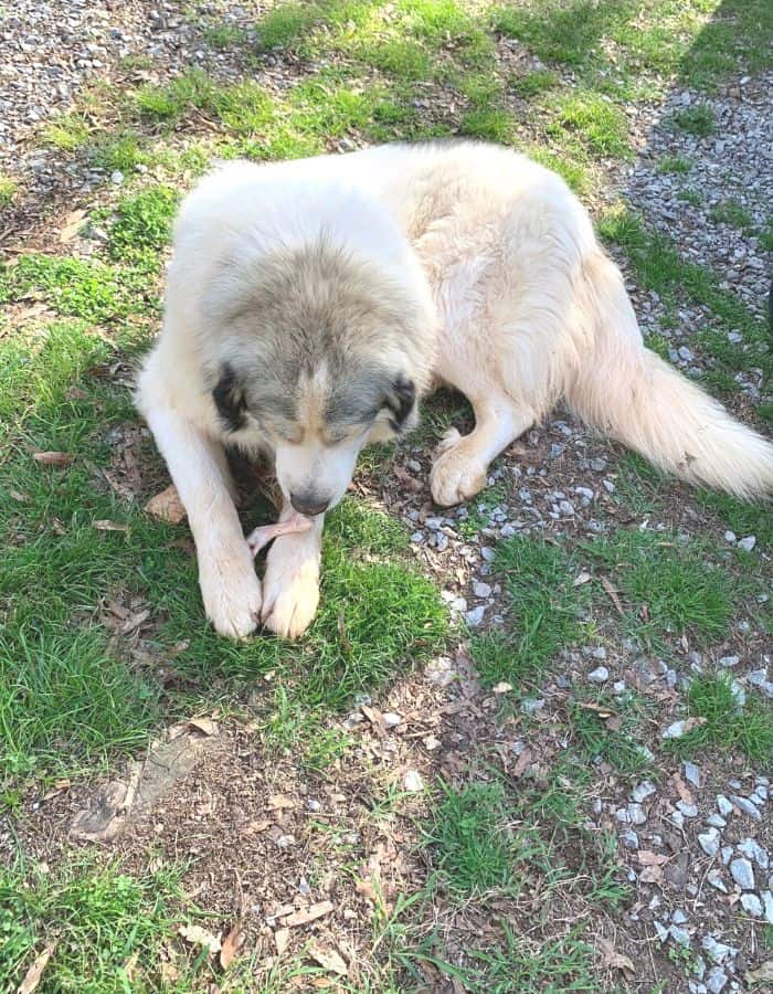 Anatolian Shepherd dog laying down on gravel driveway chewing on a raw chicken foot.