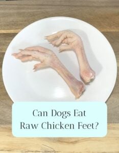 Can Dogs Eat Raw Chicken Feet and Legs? - Rivers Family Farm