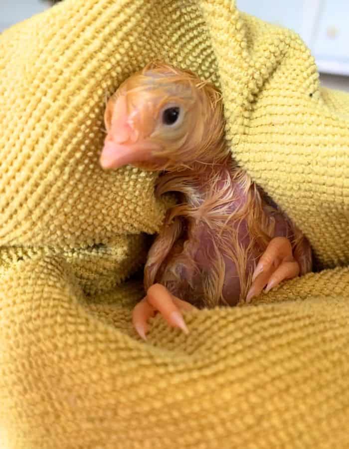 A baby chicken in a yellow cloth.
