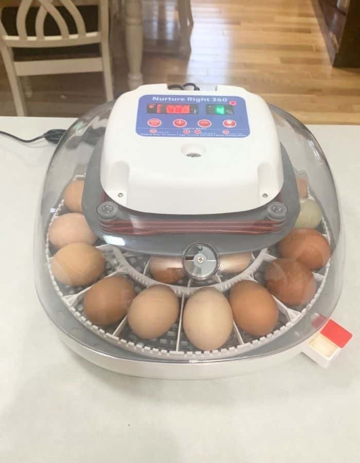 An incubator full of chicken eggs.