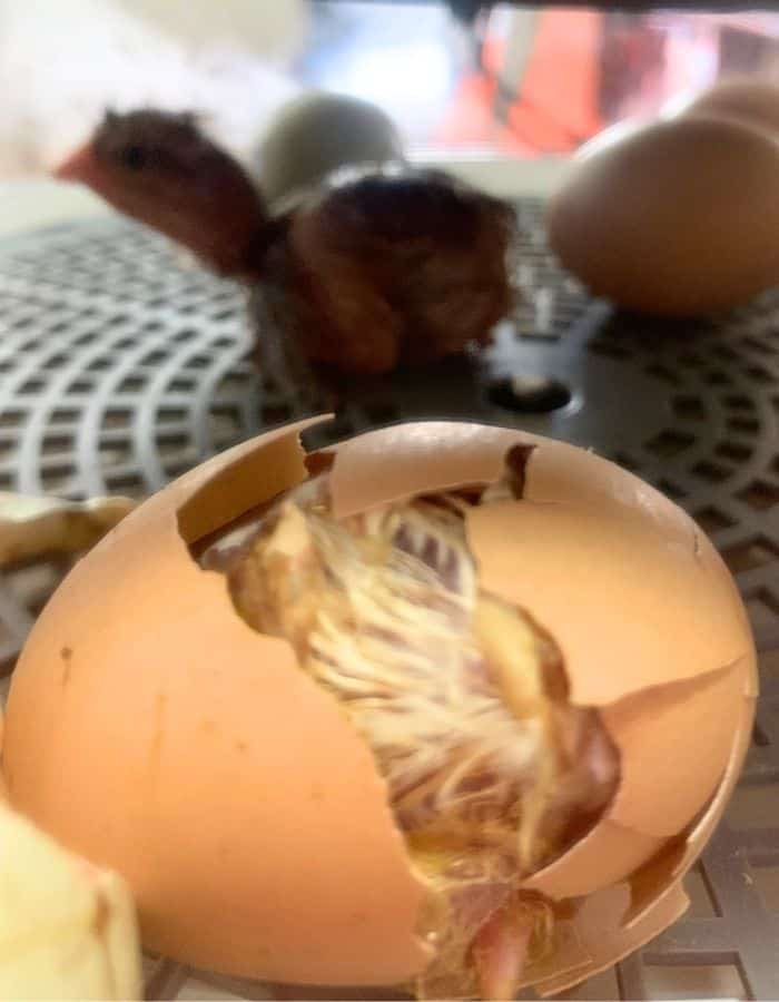 A baby chicken stuck inside the shell inside an incubator.